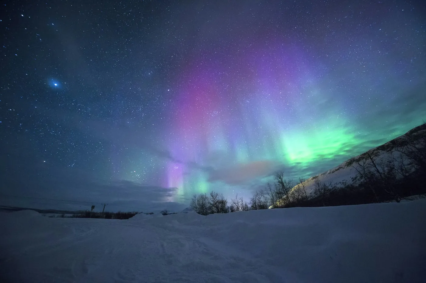 Purple and green aurora spreading across a starry sky above deep snow, with a line of bare birches and a snowy slope on the right