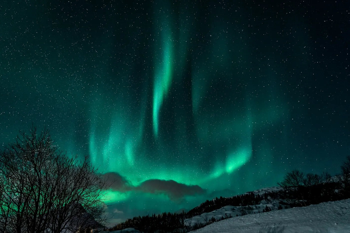 Green aurora rising in curtains into a starry sky, a low cloud lit from below, bare trees and a snowy slope in the foreground