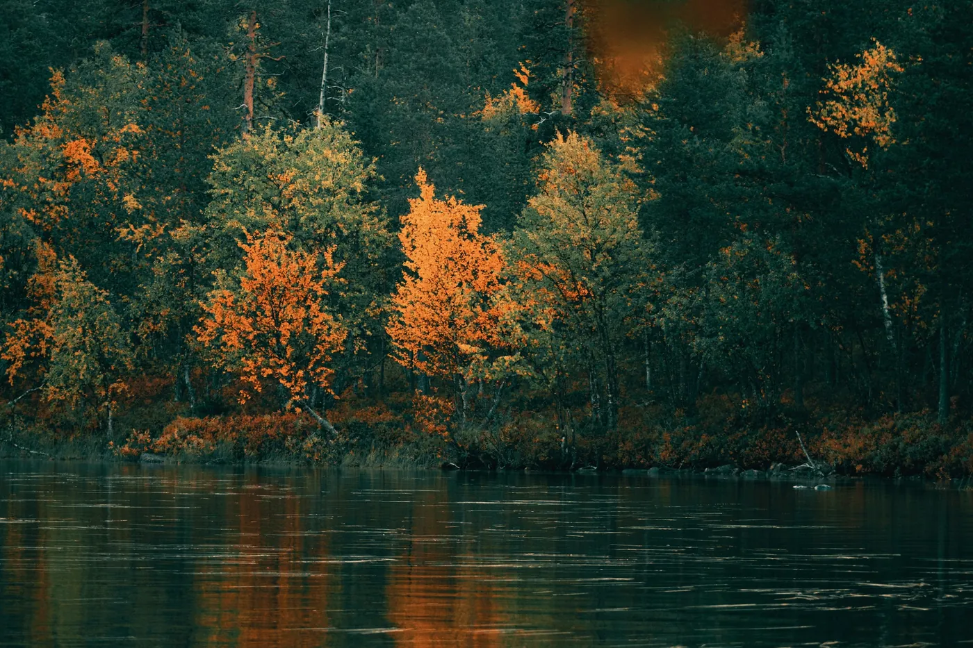 Birches with orange and yellow leaves among dark conifers on the far bank of a calm, dark lake that reflects their colours