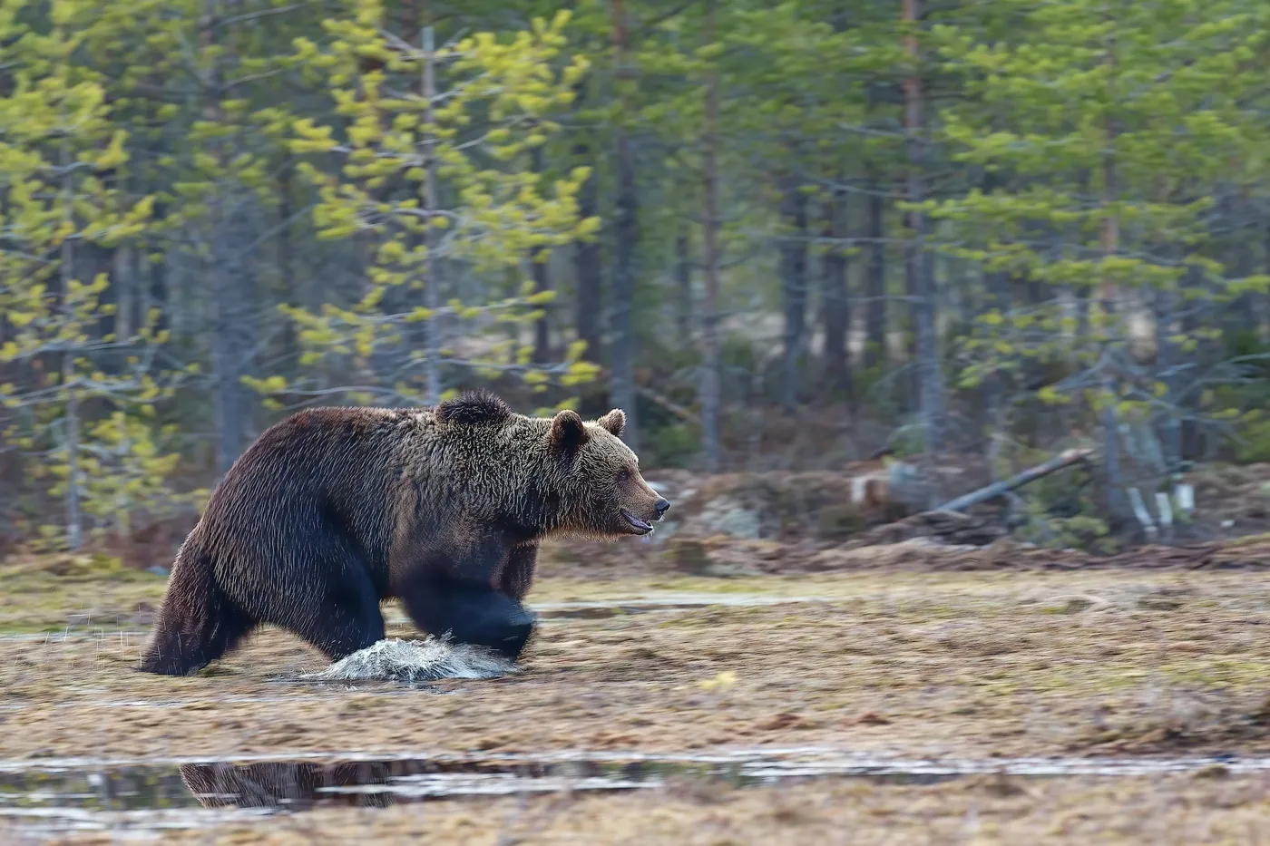 A brown bear runs through shallow water across a wet clearing, splashing, with young pines and birches in fresh green behind
