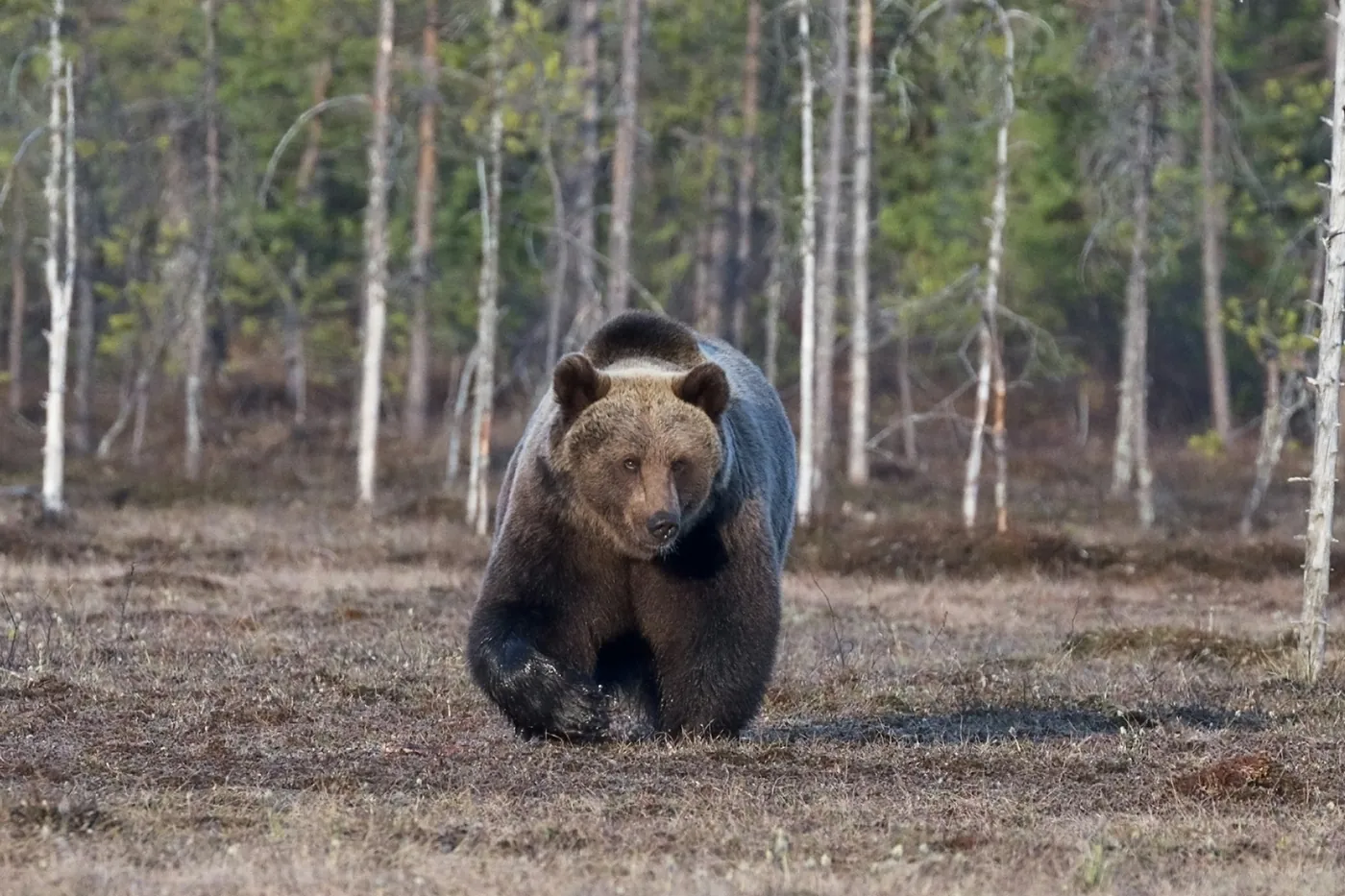 A large brown bear walks straight towards the camera across a dry clearing, with birch and pine trees behind