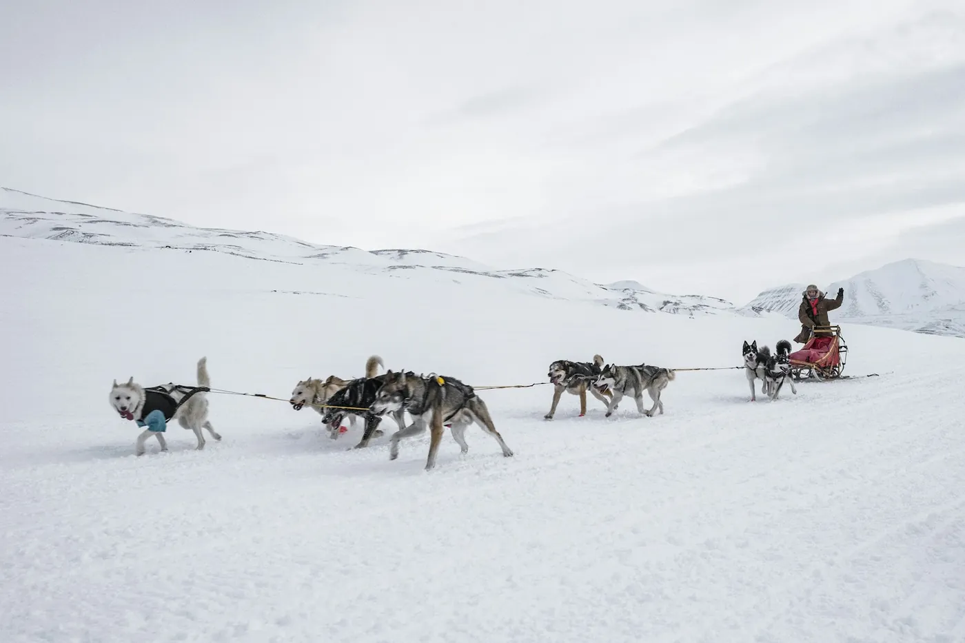 A long team of huskies in harness pulling a sled across open snow, the driver standing at the back and waving, white hills under a grey sky