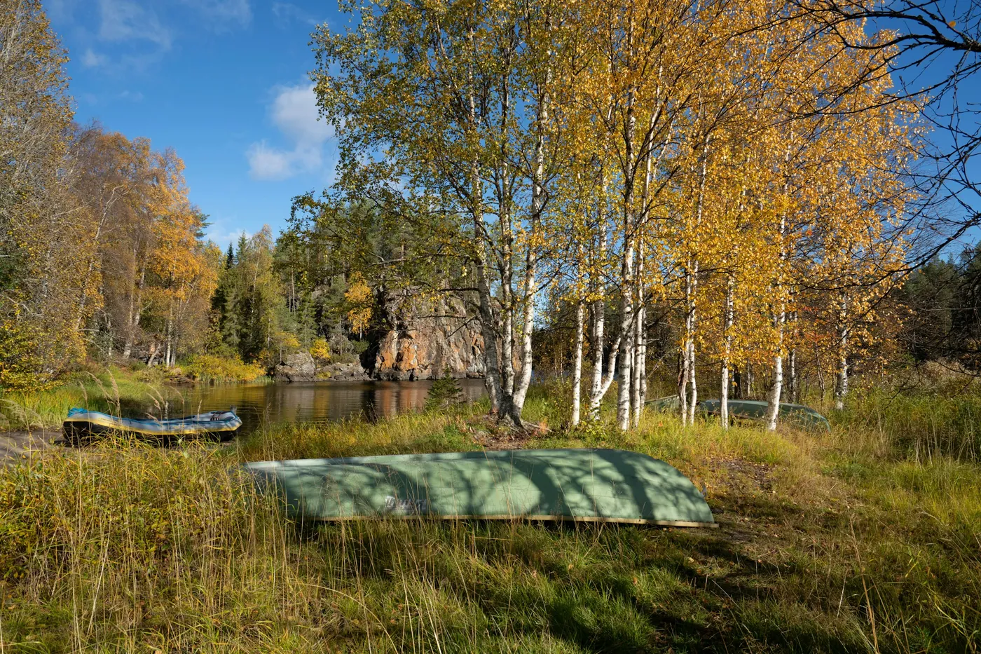 Birches in bright yellow leaf on a grassy shore, with two upturned boats in the foreground and a reddish rock face across calm water