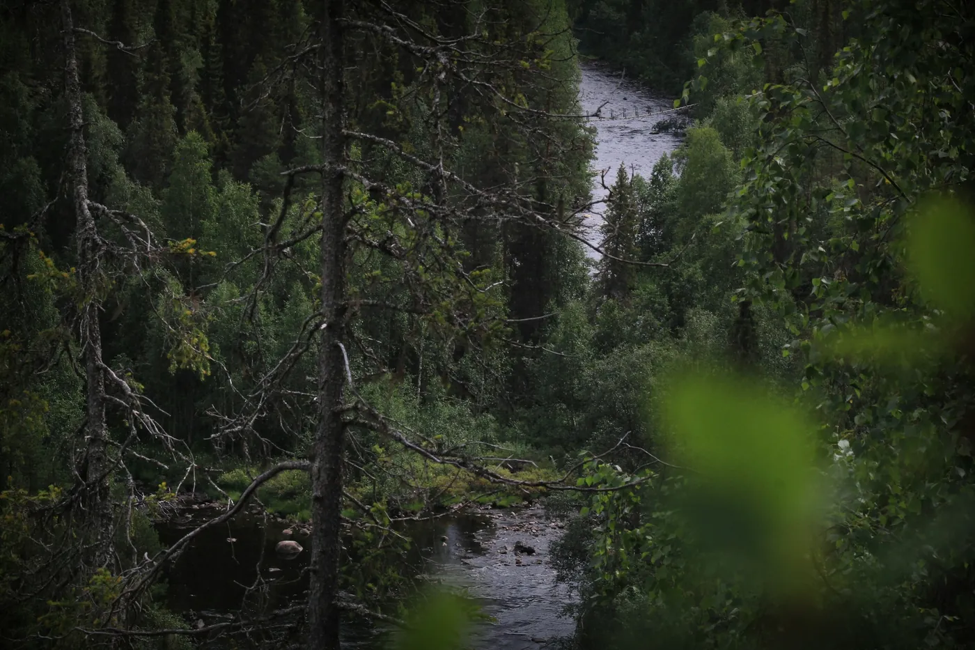 A river seen through dense green forest from a slope above, with dead branches in the foreground and the water running between rocks below