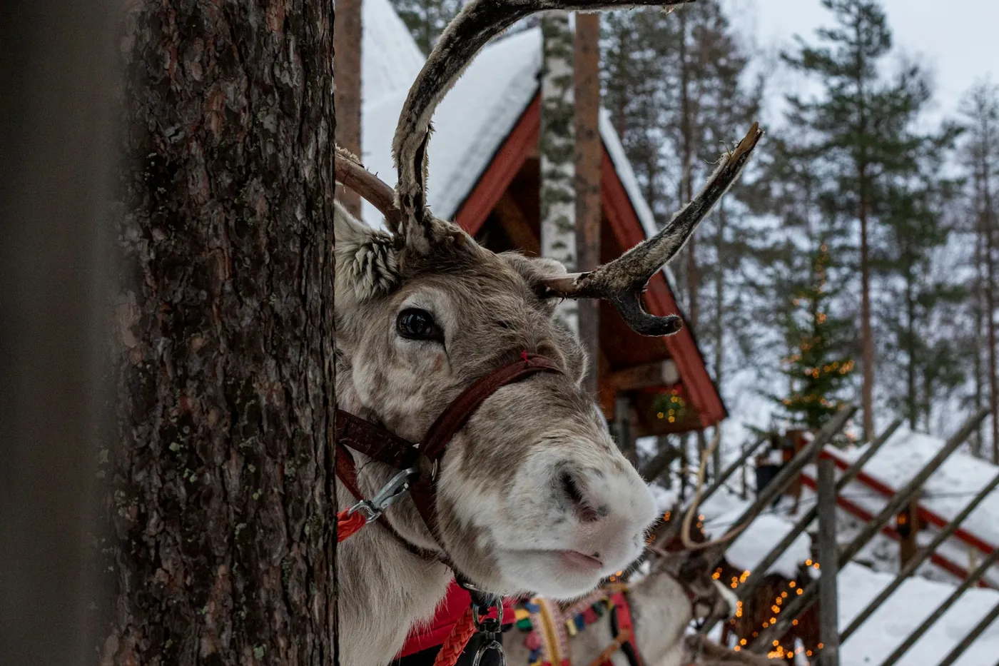 A reindeer in a red halter peers round a pine trunk, with a red wooden hut and fairy lights in the snowy background
