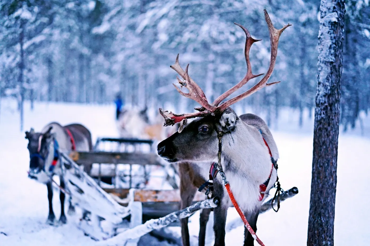 A reindeer with large antlers in a red harness stands beside a wooden sleigh in snowy forest, a second reindeer with a sleigh behind it