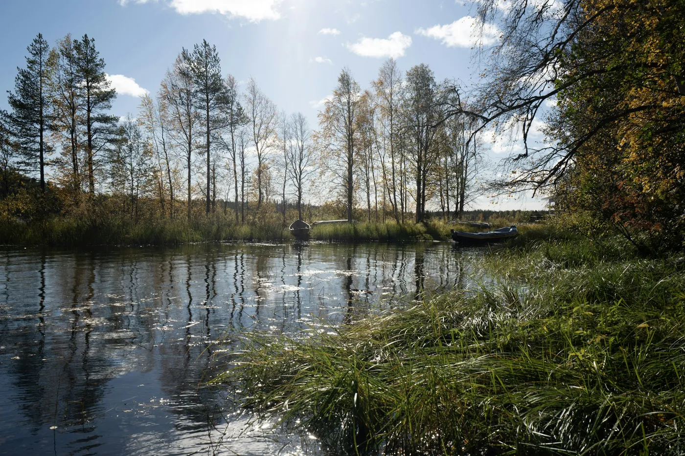 Une rivière calme où se reflètent de grands pins et des bouleaux au soleil, avec une petite barque amarrée près des roseaux et de hautes herbes au premier plan