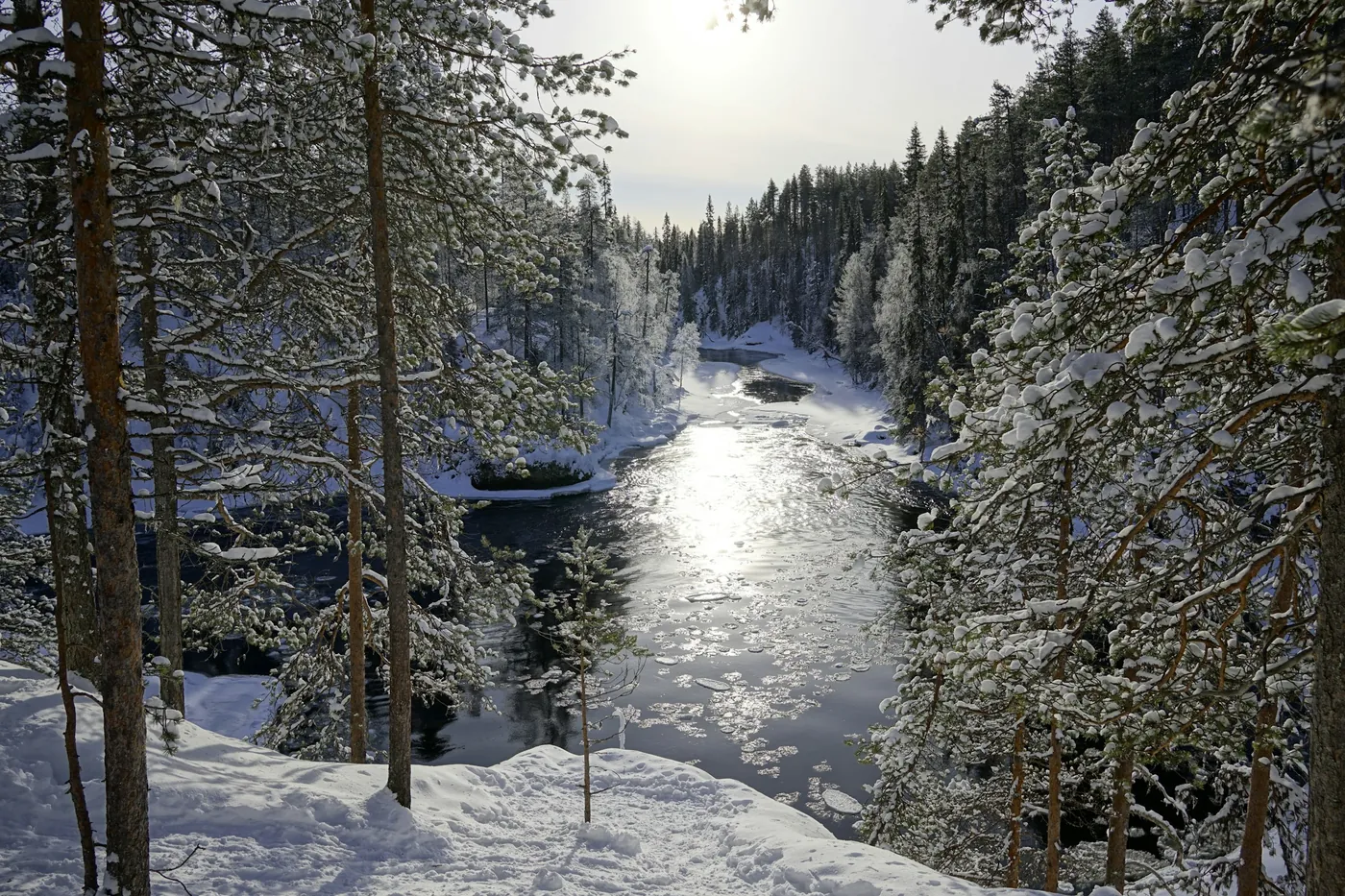 A partly frozen river winds through snow-laden pine forest, low sun reflecting on the open water, seen from a snowy bank
