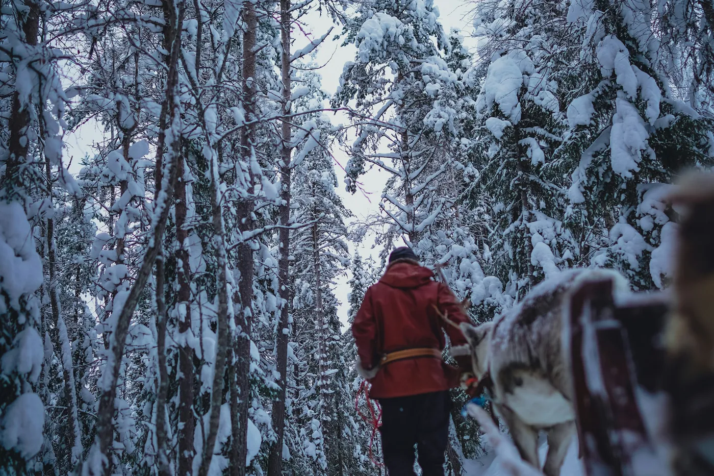 A person in a red coat leading a reindeer through dense snow-covered forest, seen from behind, with part of a sled in the foreground