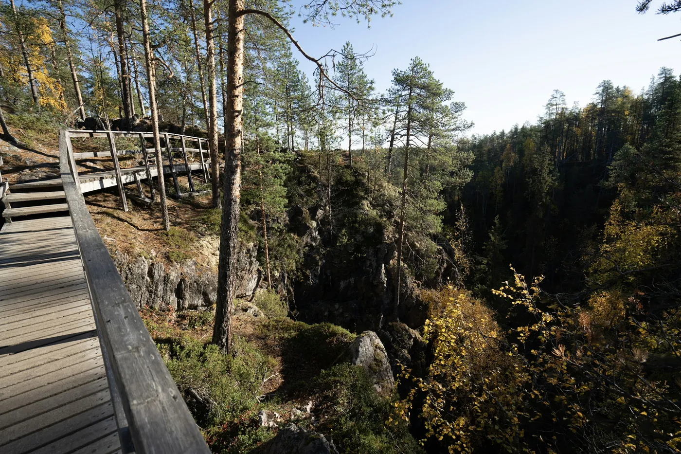 A wooden boardwalk with railings running along the edge of a rocky gorge, pines and birches in early autumn colour, under a clear sky
